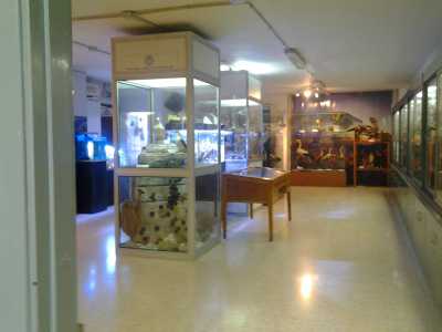 Museo di zoologia: stanza degli acquari, fauna marina e volatili